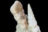 Fossil Gastropod (Haustator) Cluster - Damery, France #97773-2